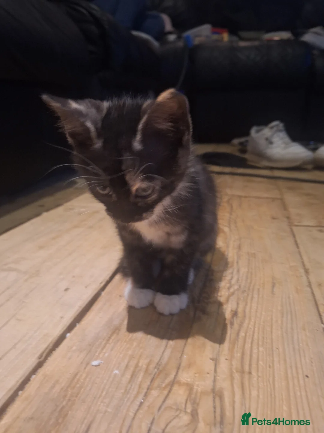 Mixed Breed cats for sale: 3 female breed siamese seal point/ginger tom in Westcliff-on-Sea - Advert 4