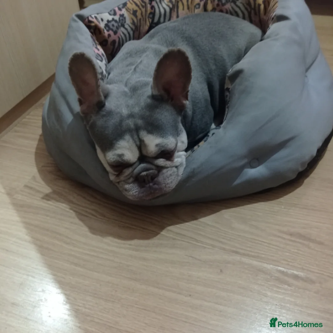 French Bulldog dogs for sale: Beautiful lilac French Bulldog 5 years old in London - Advert 1
