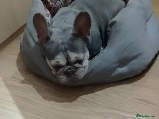 French Bulldog dogs Beautiful lilac French Bulldog 5 years old - Advert 1