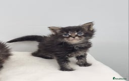 Maine Coon cats for sale: GCCF Pedigree Maine Coon Kittens for sale - Image 40
