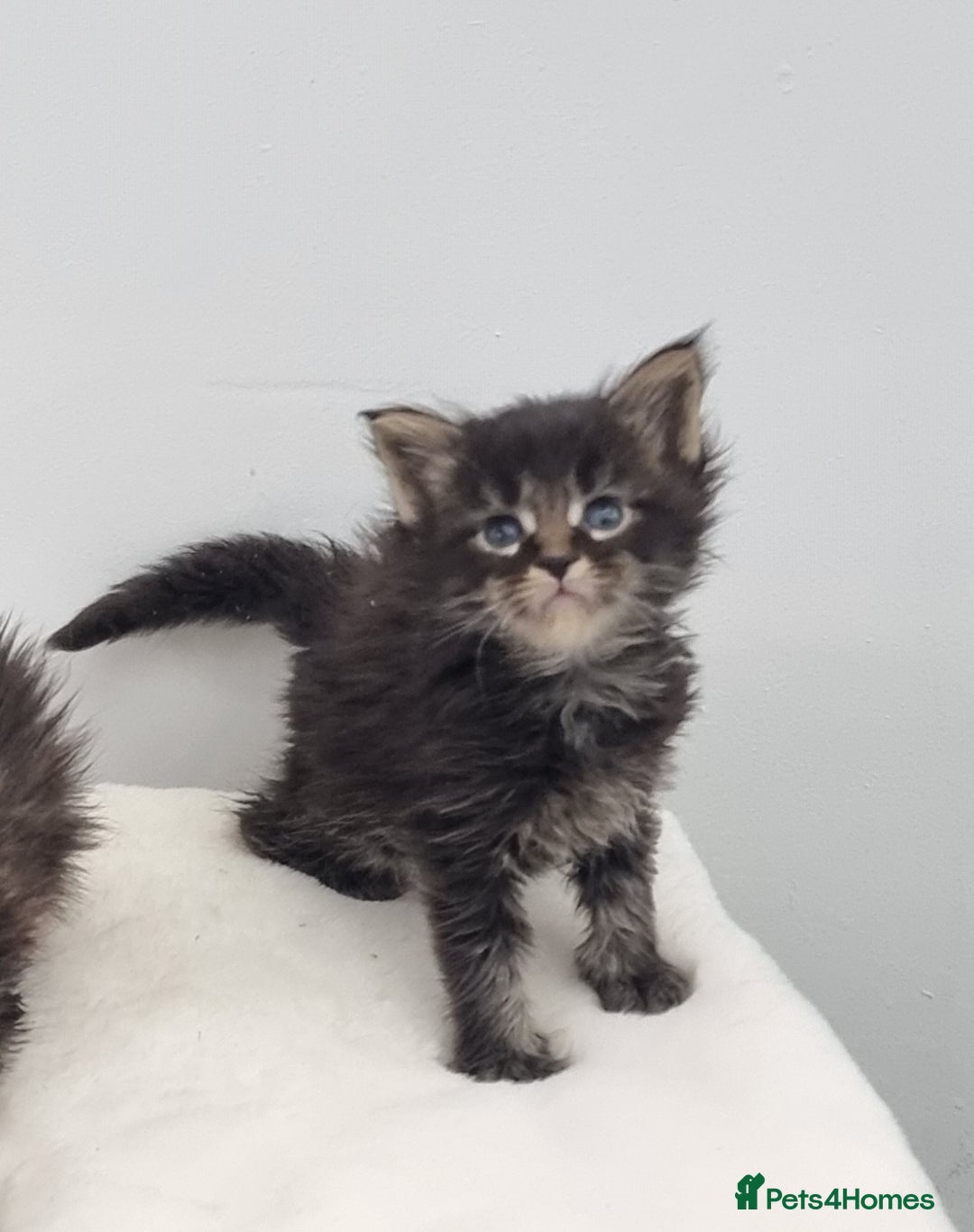 Maine Coon cats for sale: GCCF Pedigree Maine Coon Kittens for sale - Image 40
