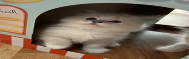 Siberian 4