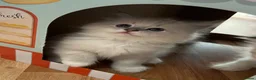 Siberian cats for sale: Neva Masquerade Siberian  - Advert 6