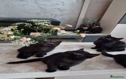 Mixed Breed cats for sale: Adorable kittens - Image 1