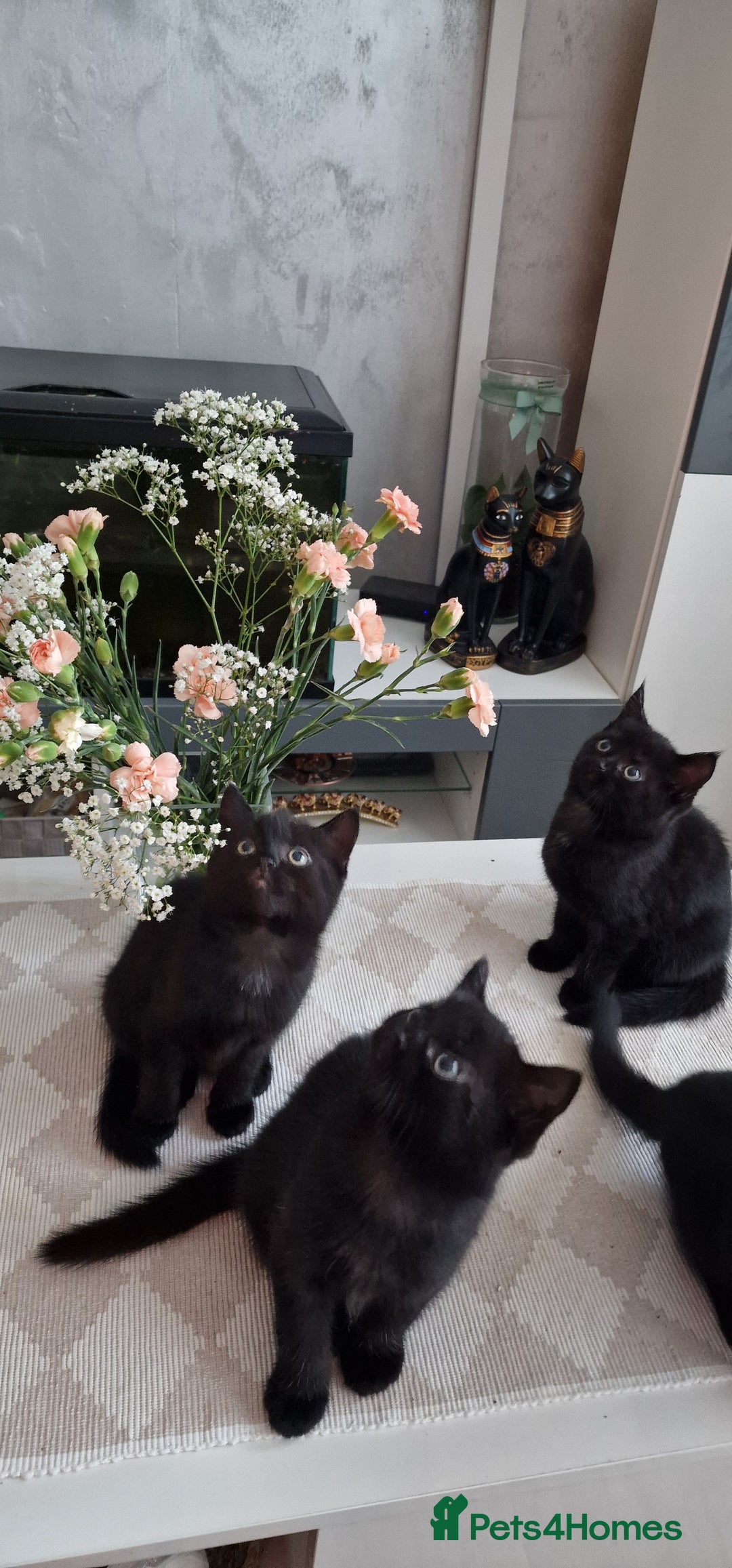 Mixed Breed cats for sale: Adorable kittens - Image 1