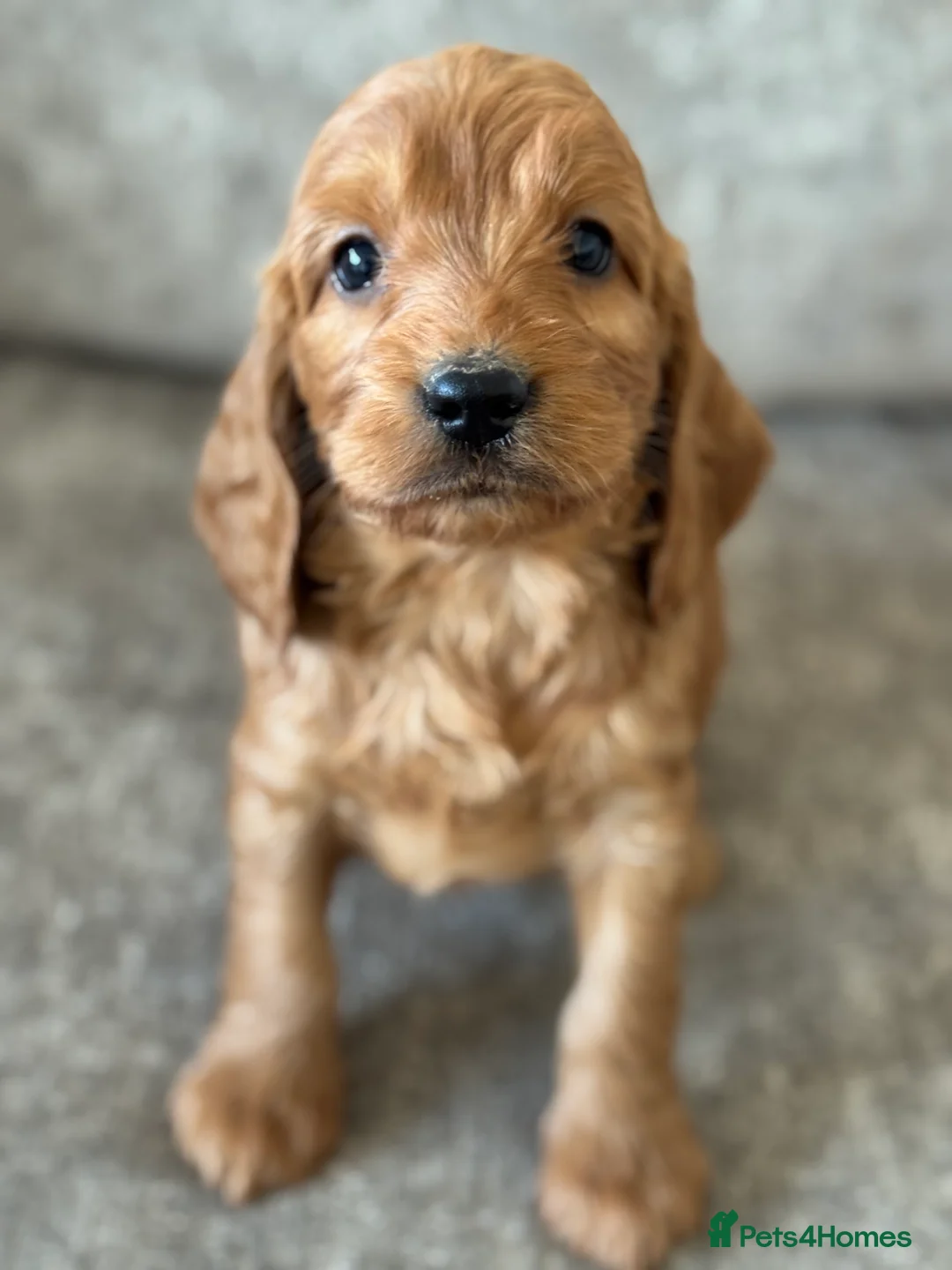 Cockapoo dogs for sale: BEAUTIFUL RED COCKERPOO LITTER  - Advert 13