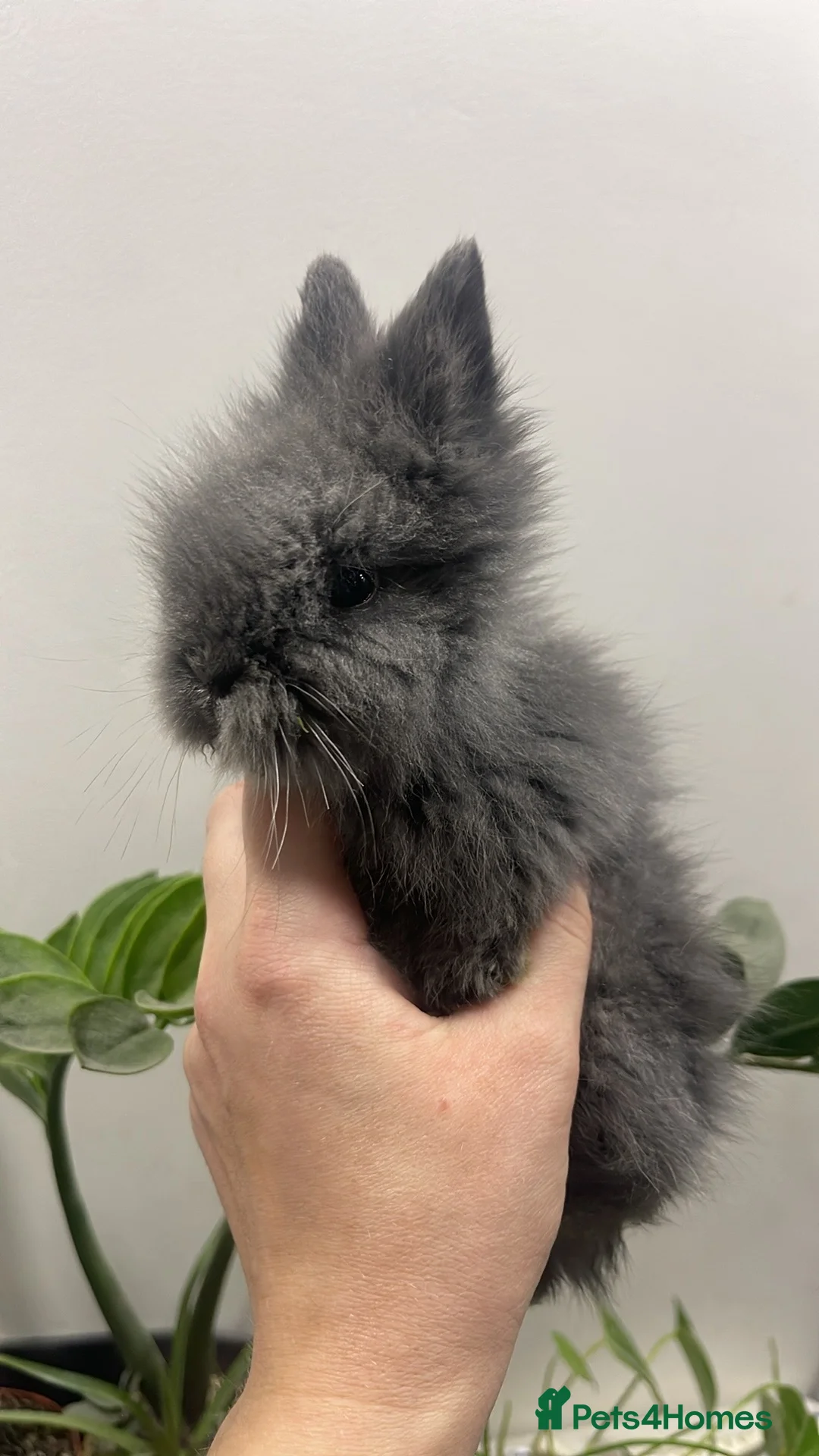 Lionhead rabbits for sale: Adorable Lionhead Bunnies - Advert 1