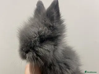 Lionhead rabbits Adorable Lionhead Bunnies - Advert 3