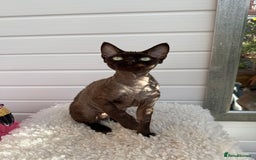 Devon Rex cats for sale: Chocolate Devon Female - Image 11