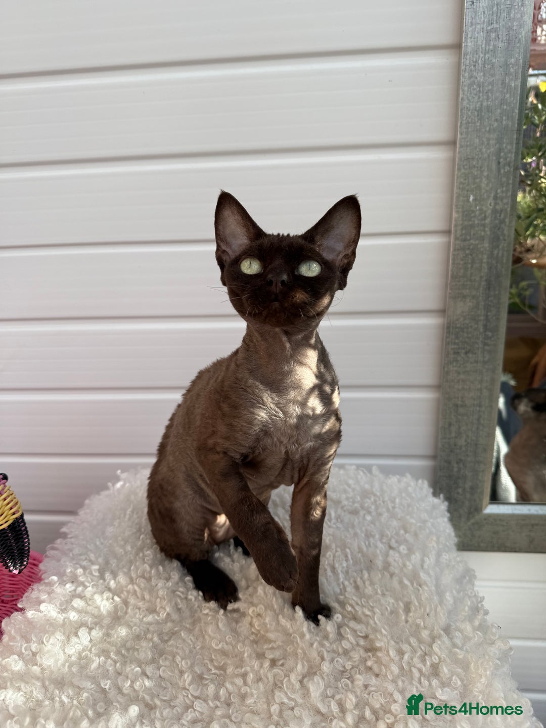 Devon Rex cats for sale: Chocolate Devon Female - Image 11