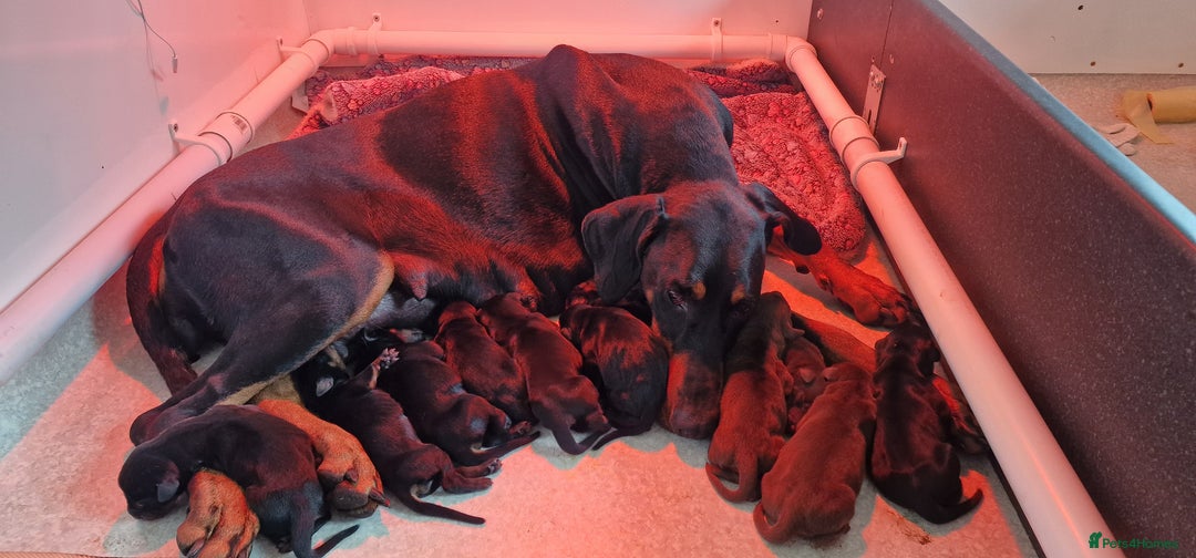Dobermann dogs for sale: 3 Male Top Line Dobermans - Image 1