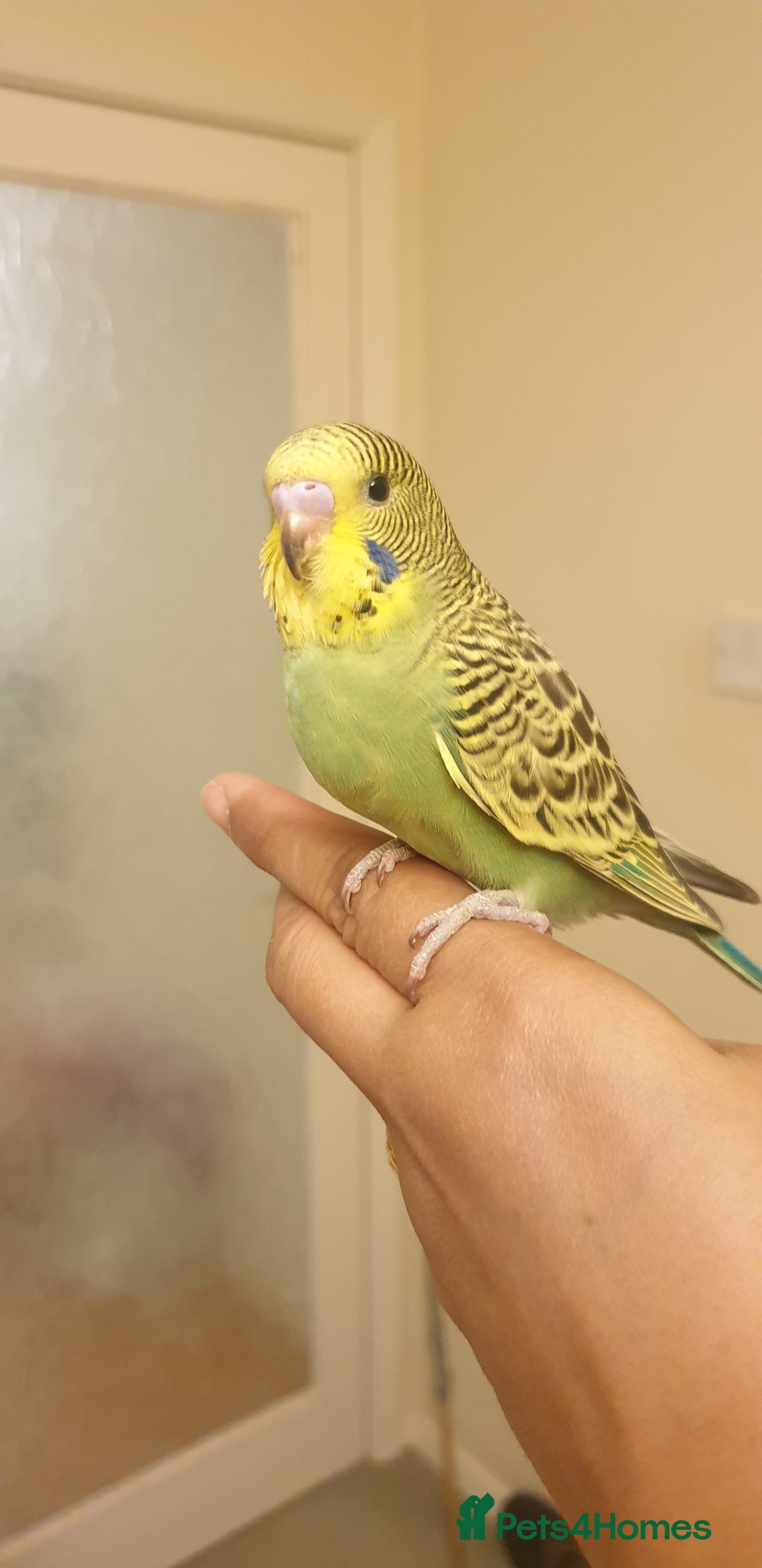 Budgerigars birds for sale: Handreared semitamed and tamed budgies  - Image 12