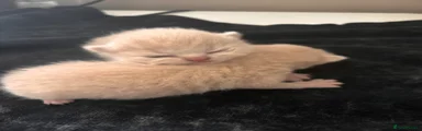 British Shorthair Kitten 4