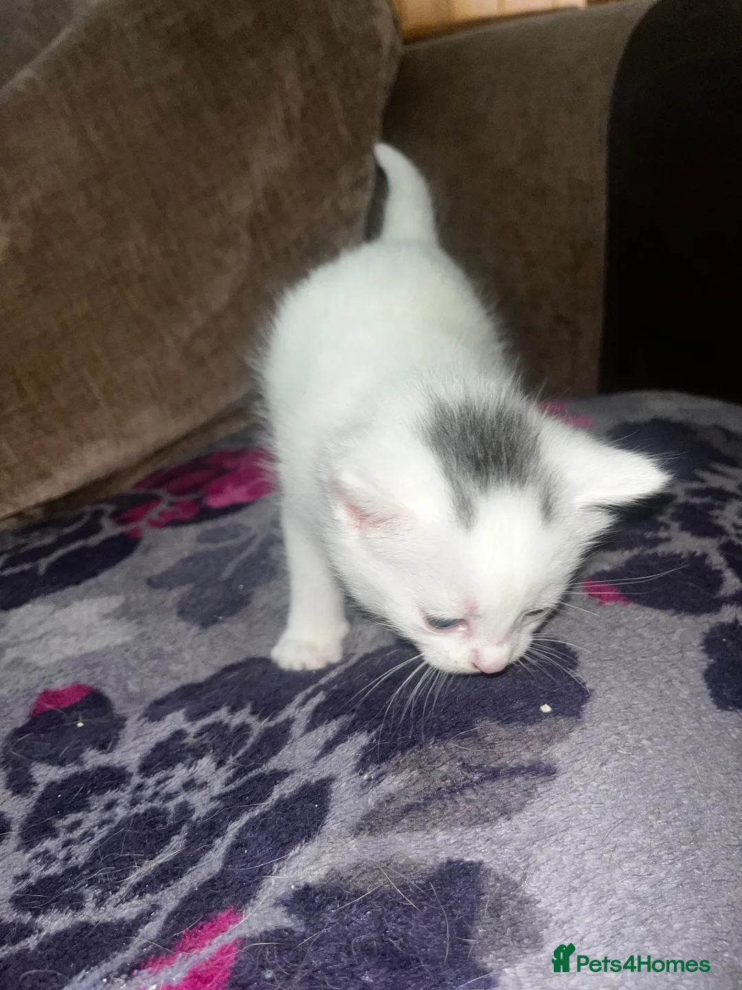 Mixed Breed cats for sale: 4 beautiful kittens  - Advert 6