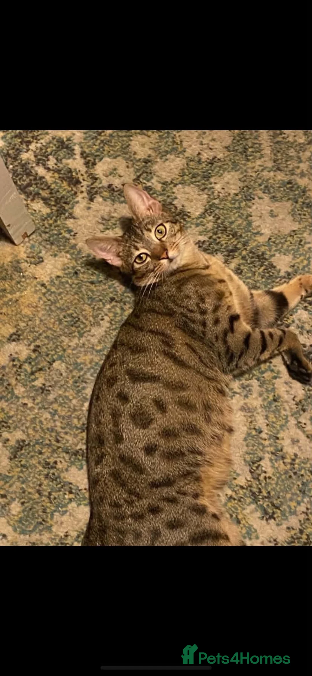 Mixed Breed cats for sale: 2 gorgeous kittens for sale AVAILABLE NOW - Advert 3