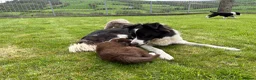 Border Collie dogs for sale: Rare Welsh Border Collie Puppies - Advert 13