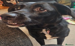 Borador dogs for sale: Border collie X Labrador - Image 6