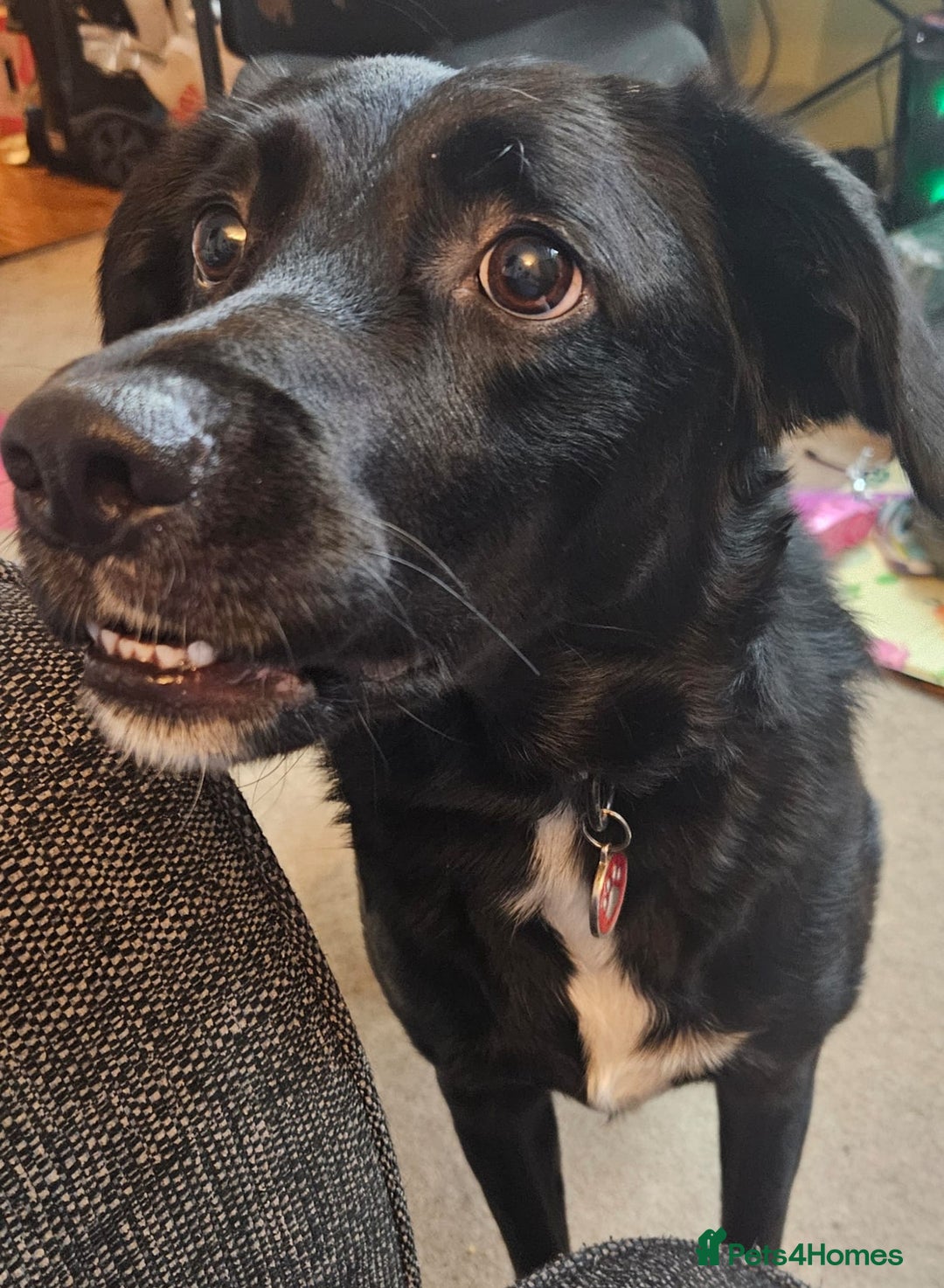 Borador dogs for sale: Border collie X Labrador - Image 6