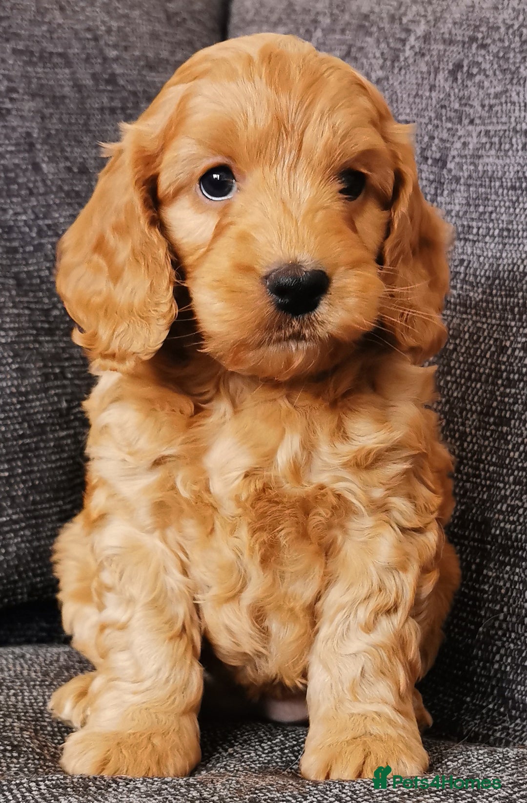 Cockapoo dogs for sale: Outstanding quality F1 Cockapoo pups  - Image 11