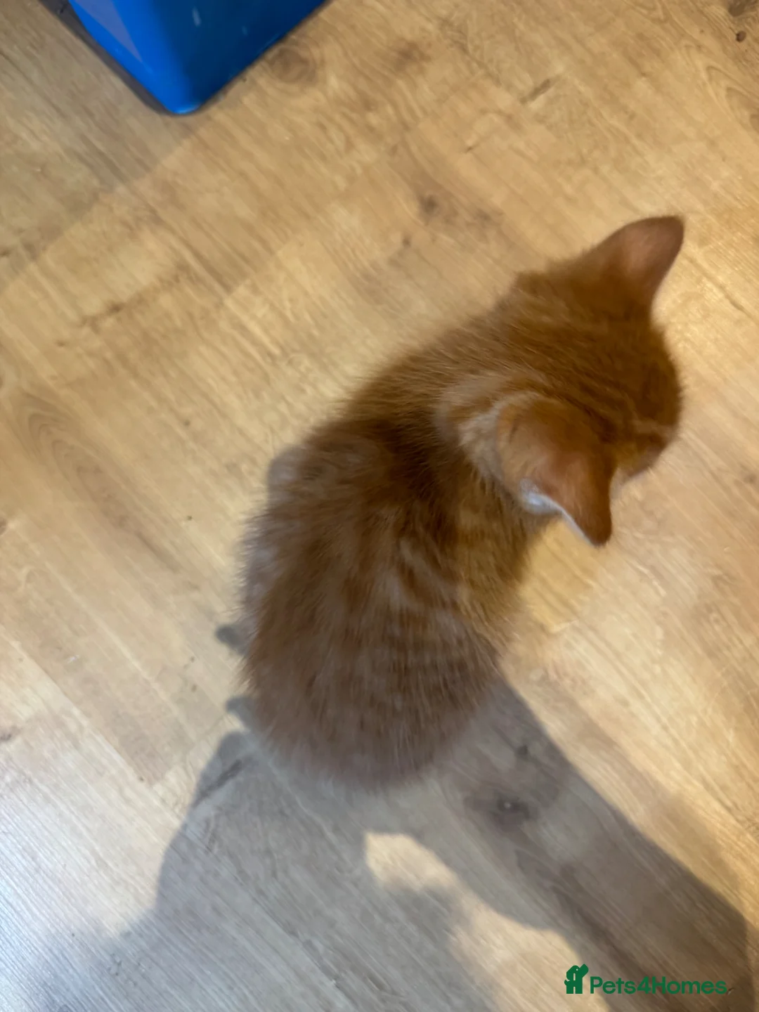 Mixed Breed cats for sale: Gorgeous ginger kittens all boys  - Advert 17