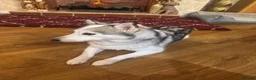 Pomsky dogs for sale: Female pomsky 2 years old - Advert 5