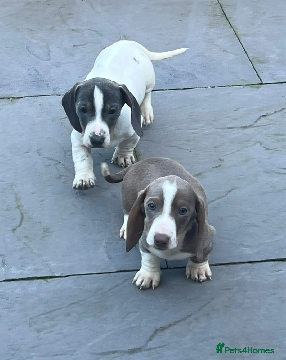 Miniature Dachshund dogs for sale: READY NOW MINIATURE DACHSHUNDS  - Advert 2