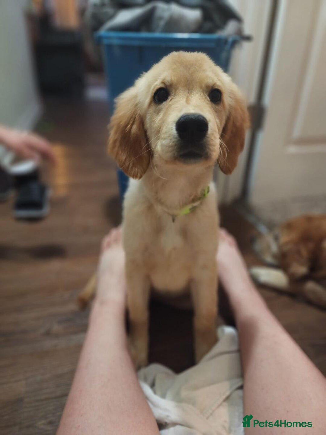 Golden Retriever dogs for sale: well trained Golden retriever girl - Advert 2