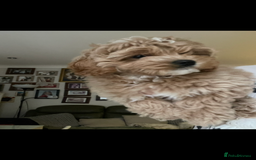 Maltipoo dogs for sale: Maltipoo puppies for sale  - Image 9