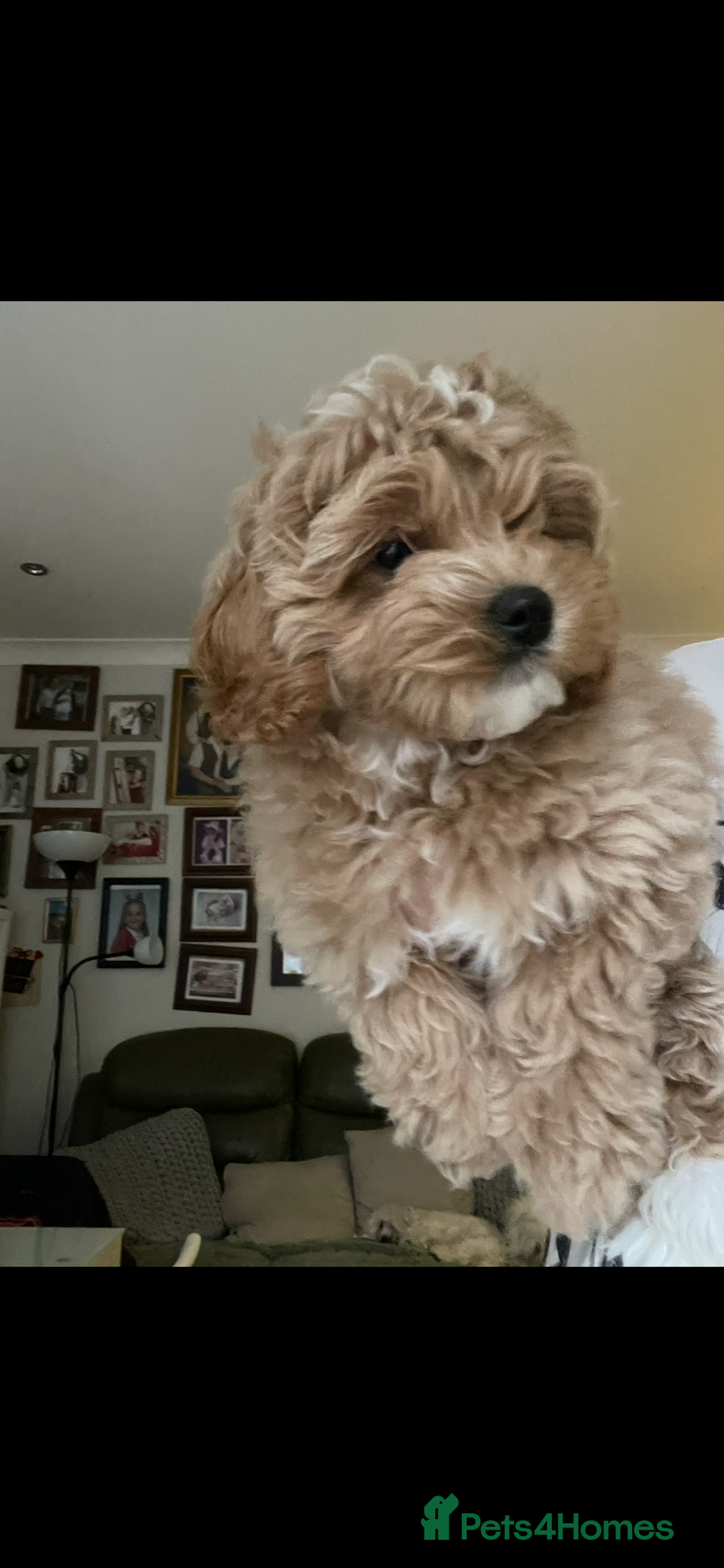 Maltipoo dogs for sale: Maltipoo puppies for sale  - Image 9