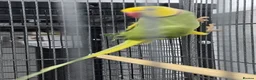 Ringnecks birds for sale: Breeding Pairs of Indian Ringnecks for sale - Advert 6