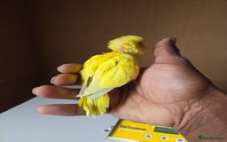 Budgerigars birds for sale: Hand reared baby budgies for sale - Image 3