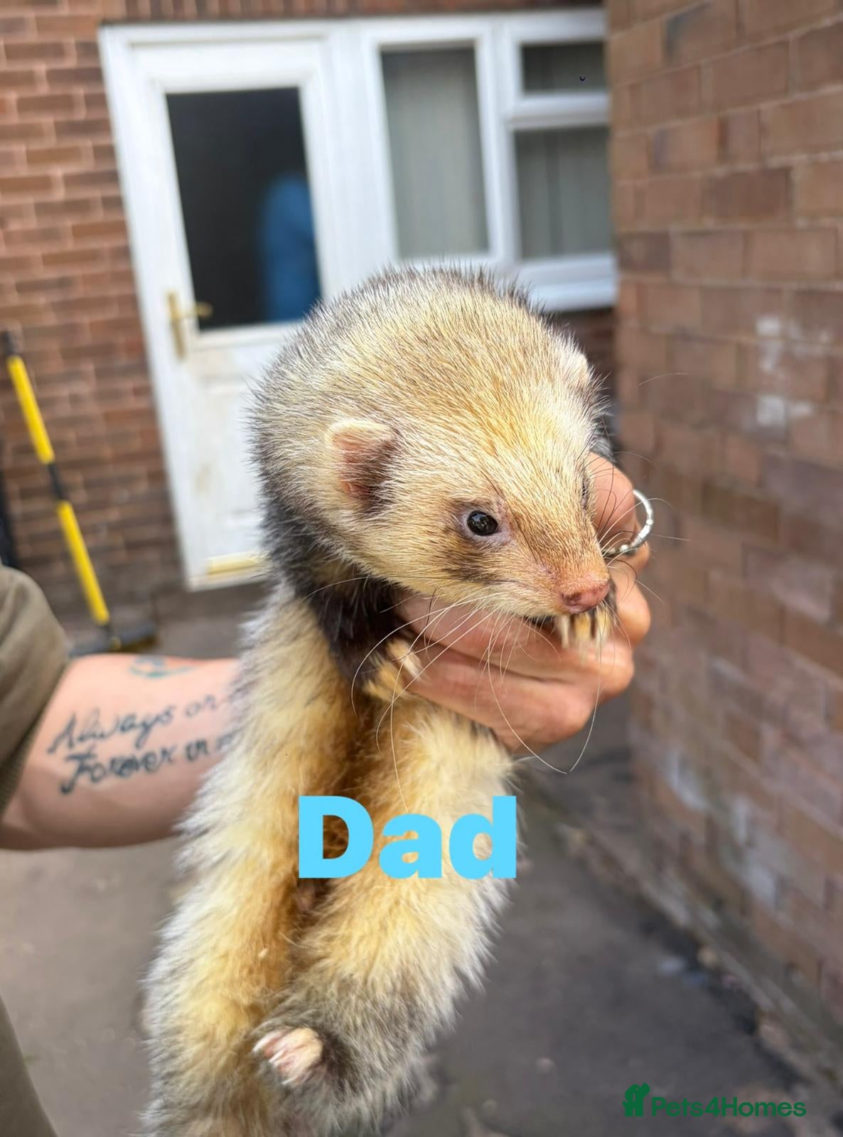 Ferret rodents for sale: Baby ferrets  - Advert 5