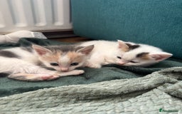 Mixed Breed cats for sale: 5 Adorable Fluffy White Playful Kittens  - Image 14