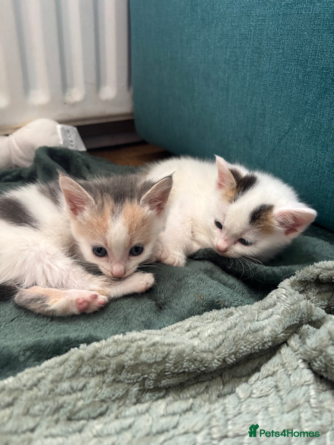 Mixed Breed cats for sale: 5 Adorable Fluffy White Playful Kittens  - Image 14