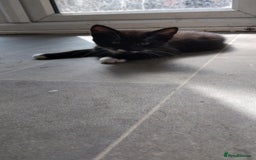 Domestic Shorthair cats for sale: Male kitten ready now  - Image 1