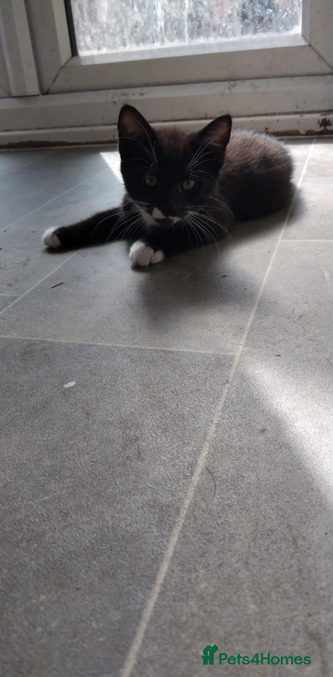 Domestic Shorthair cats for sale: Male kitten ready now  - Image 1