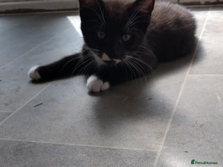 Domestic Shorthair cats - Advert 42