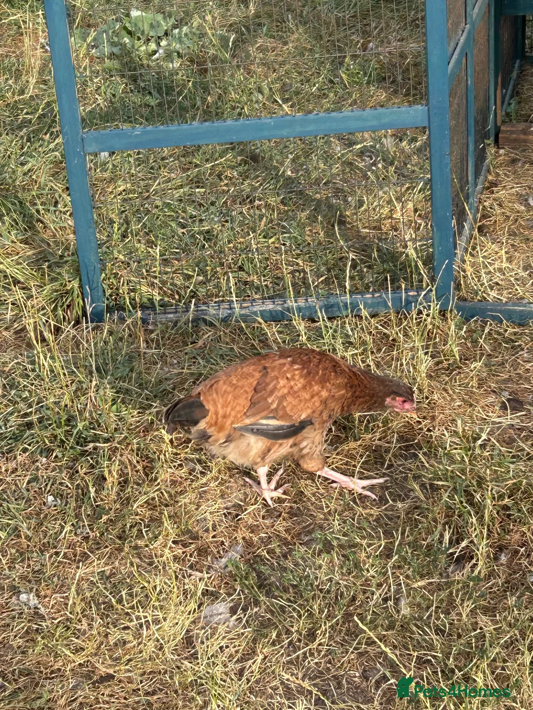 Chickens poultry for sale: Wheaten Maran trio  - Advert 5