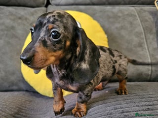 Dachshund dogs Charming Mini Dachshund puppies - Advert 1