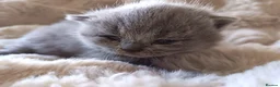 British Shorthair cats for sale: Gccf registered blue BSH kittens - Advert 21