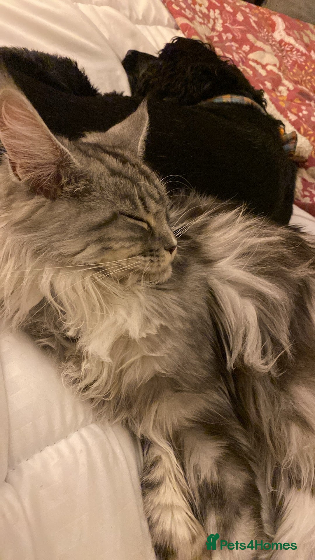 Maine Coon cats Female maincoon  in Fort William - Advert 1