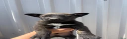 Belgian Shepherd Dog dogs for sale: Chunky WORKING LINE BELGIAN MALINOIS PUPPYS - Advert 16