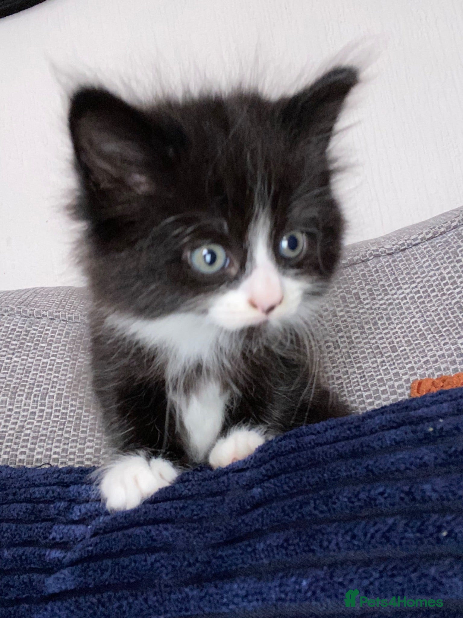 Mixed Breed cats Fluffy kittens  - Advert 3