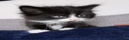 Mixed Breed cats for sale: Fluffy kittens  - Advert 1