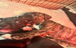 Mixed Breed dogs for sale: Bull whippet - Image 3