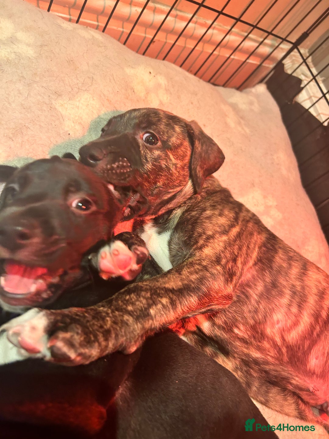Mixed Breed dogs for sale: Bull whippet - Image 3