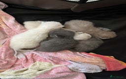 Mixed Breed cats for sale: Beautiful Ragdoll x BSH kittens for sale! - Image 29