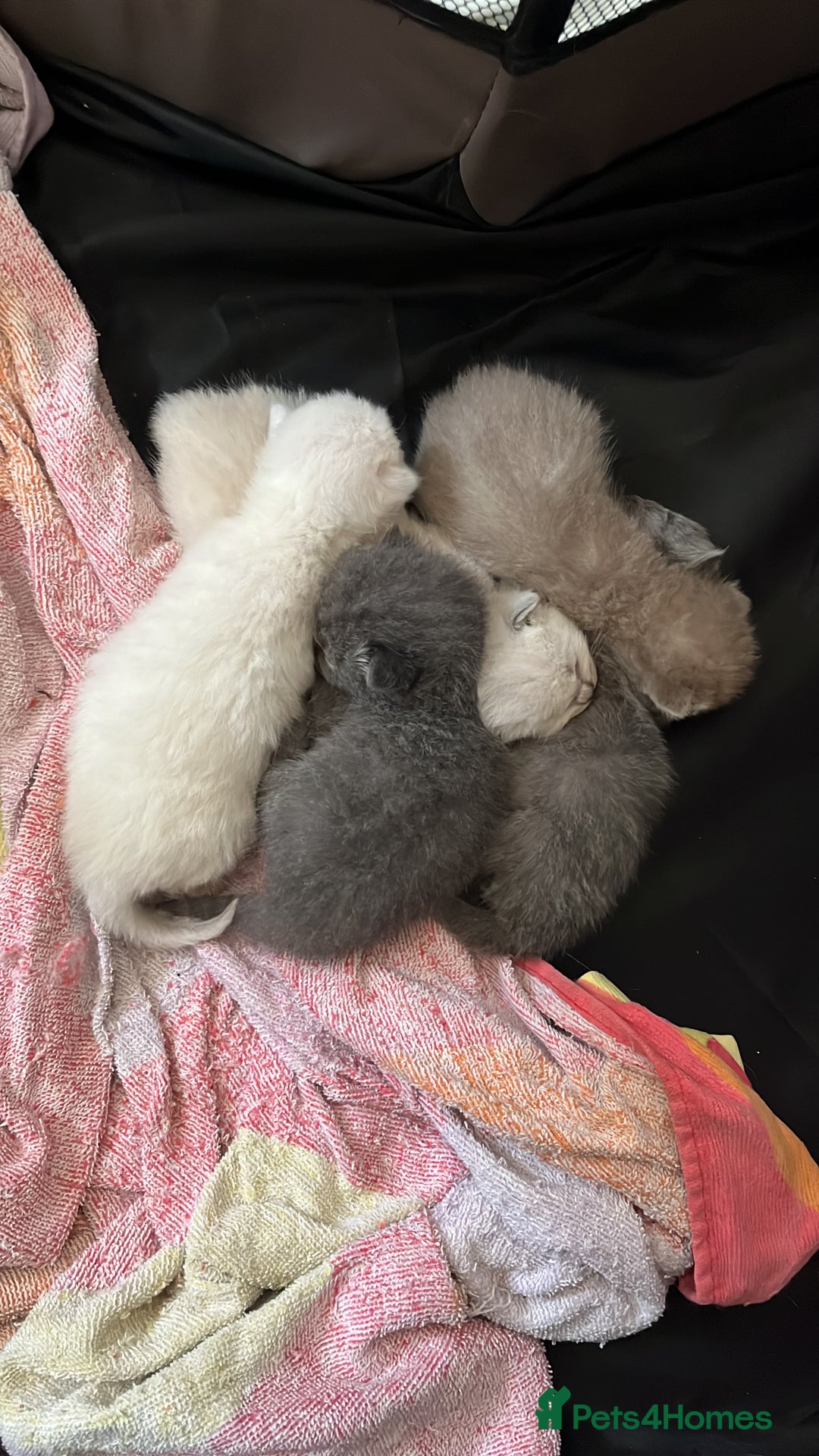 Mixed Breed cats for sale: Beautiful Ragdoll x BSH kittens for sale! - Image 29