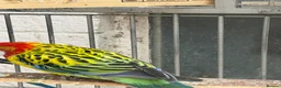 Parakeets birds for sale: Rossella  - Advert 6