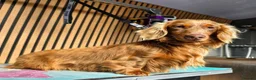 Miniature Dachshund dogs for stud: **RogueRoyales Stud Cartier** PRA Clear  - Advert 9